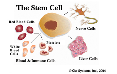 stem-cell.jpg (69295 bytes)