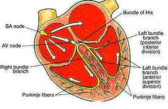 Cardiac conduction 